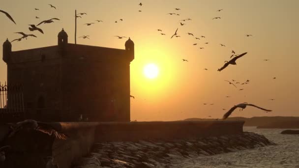 モロッコ 4Kの空を飛ぶカモメと日没の空の背景と有名なEssaouira砦のシルエット — ストック動画