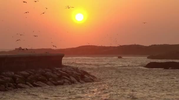 Essaouira Moroco 4Kに空を飛ぶカモメと日没の背景 — ストック動画
