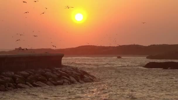 Zonsondergang Hemel Achtergrond Met Vliegende Meeuwen Essaouira Marokko — Stockvideo