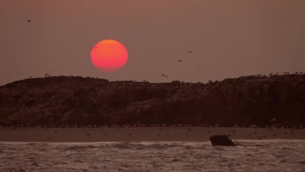 Muitas Gaivotas Voam Sobre Ilha Pôr Sol — Vídeo de Stock