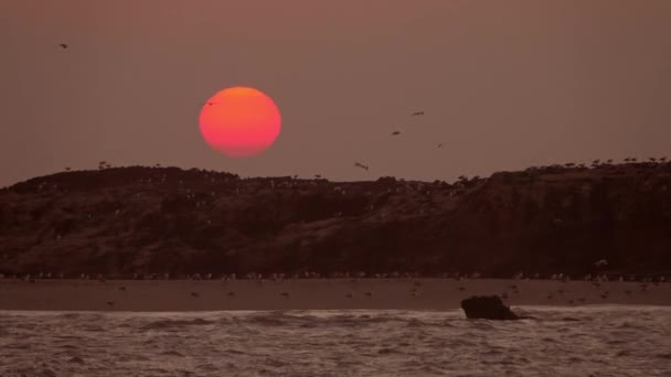 Birçok Martı Gün Batımında Adanın Üzerinde Uçar — Stok video