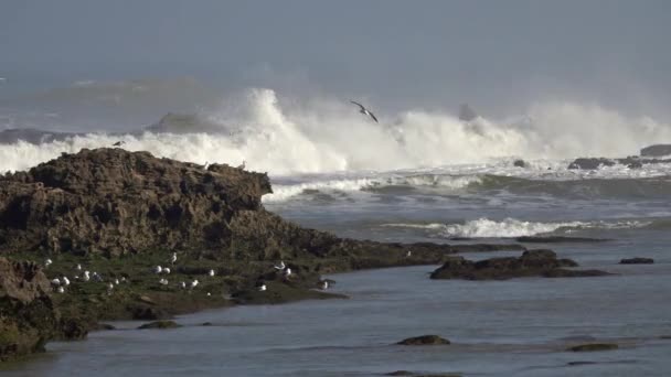 Gaviotas Sobre Rocas Grandes Olas Del Océano — Vídeos de Stock