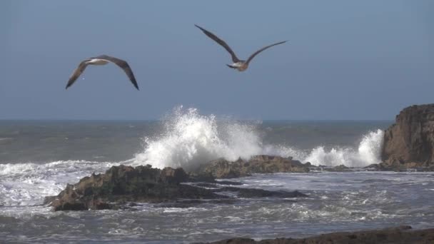 Atlanti Óceán Hullámai Nagy Hullámok Sziklák Repülő Sirályok Felett Lassított — Stock videók