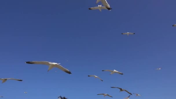 多くのカモメが晴れた日に青空に向かって飛ぶ — ストック動画