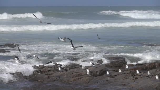 Måsar Som Flyger Över Vågorna Nära Havets Strand Slow Motion — Stockvideo