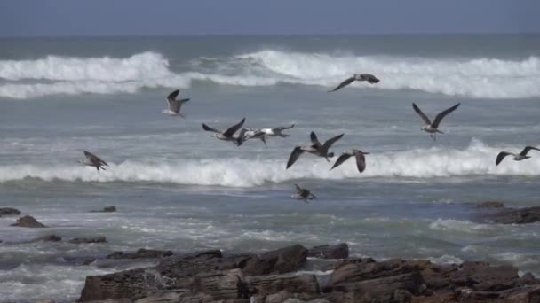 Måsar Som Flyger Över Vågorna Nära Havets Strand Slow Motion — Stockvideo