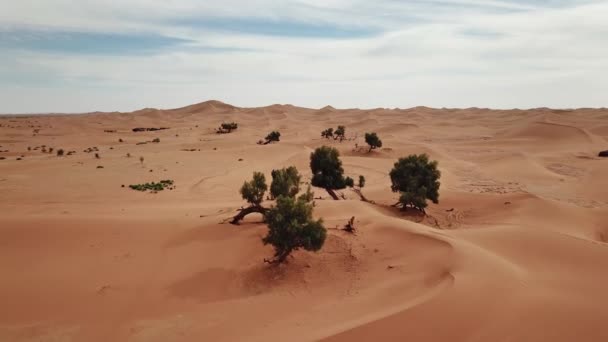 Vista Aérea Dunas Arena Árboles Desierto Del Sahara África — Vídeos de Stock