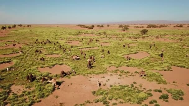 Vista Aérea Sobre Manada Camellos Pastando Cerca Del Desierto Del — Vídeo de stock