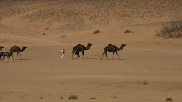 Gruppe Von Kamelen Auf Wanderschaft Der Sahara — Stockvideo