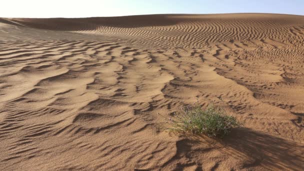 Sand Som Blåser Över Sanddyner Vind Saharaöknen — Stockvideo
