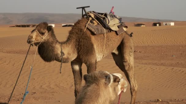在撒哈拉沙漠休息的两只骆驼 — 图库视频影像