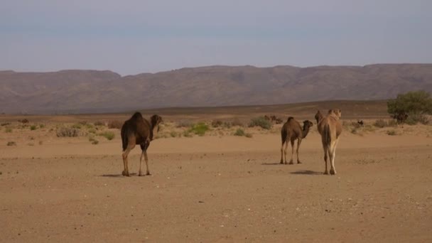 Gruppe Kamele Fuß Der Sahara Wüste — Stockvideo