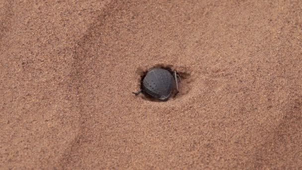 Scarab Skalbagge Gräver Mink Sanden Saharaöknen — Stockvideo