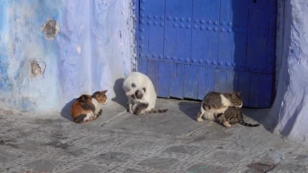 Cats Traditional Old Blue Street Medina Chefchaouen Morocco — 图库视频影像