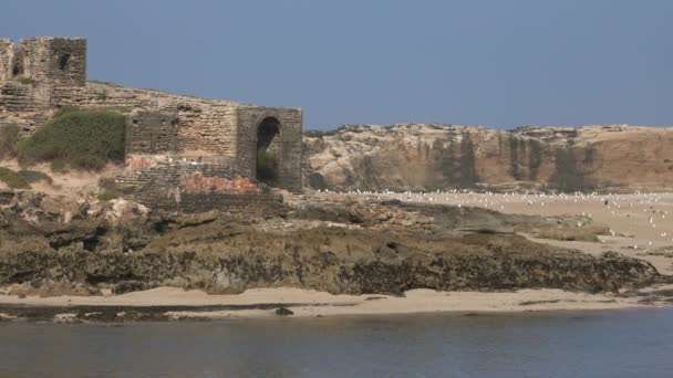 摩洛哥Essaouira附近小岛上的老堡垒和海鸥 — 图库视频影像