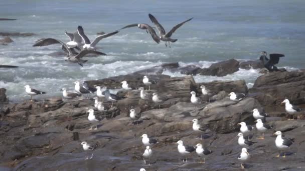 海岸近くの波の上を飛んでいるカモメ スローモーション — ストック動画