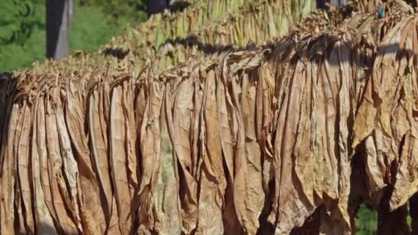 Tytoń Pozostawia Powiesić Wysuszyć Drewnianej Szopy — Wideo stockowe