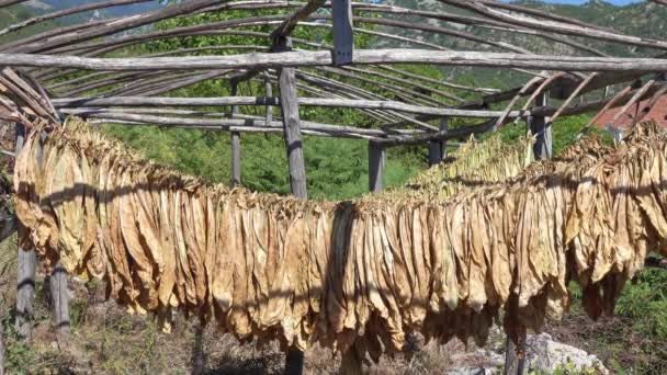 Hojas Tabaco Colgadas Secas Cobertizo Madera — Vídeo de stock