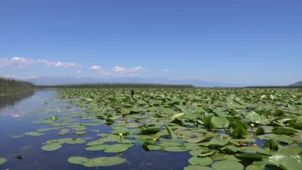 Kormorán Pták Slavném Jezeře Skadar Černé Hoře — Stock video