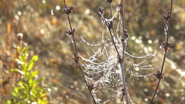 Gotas Agua Congelaron Web Hierba Derriten Bajo Sol Mañana — Vídeos de Stock