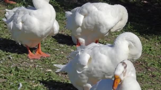 Group Big White Geese Summer — Stock Video