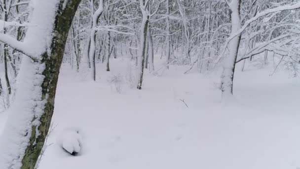 Όμορφο Δάσος Χειμώνα Καλύπτεται Χιόνι Slider Dolly Πυροβόλησε — Αρχείο Βίντεο