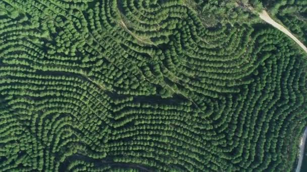 Bovenaanzicht Vanuit Lucht Van Sinaasappelboomgaarden Heuvels Portugal — Stockvideo