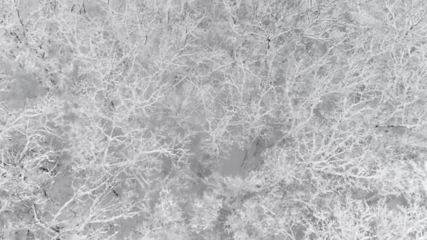 雪に覆われた冬の森の航空写真 — ストック動画