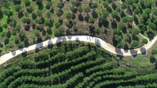 Aerial Top View Orange Tree Groves Hills Portugal — Stock Video