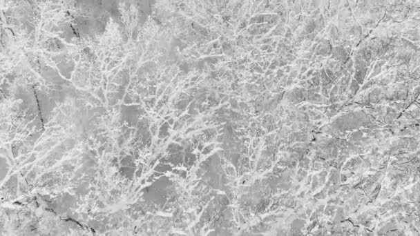 Vista Aérea Del Bosque Invierno Cubierto Nieve — Vídeos de Stock