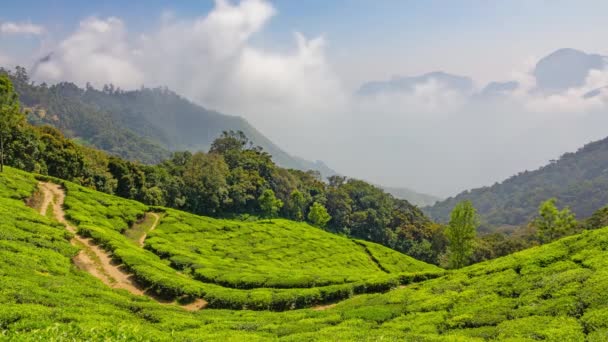 Mountain Tea Plantation Munnar Kerala State India Timelapse — Stock Video
