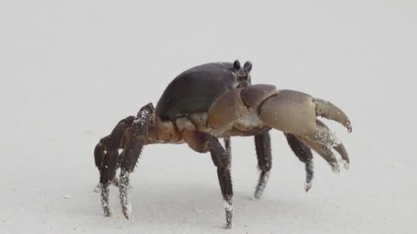 Crabe Avec Griffes Levées Marchant Sur Plage Sable Blanc Gros — Video