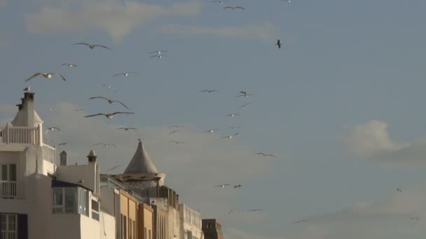 Meeuwen Vliegen Ommuurde Stad Essaouira Marokko Bij Zonsondergang — Stockvideo