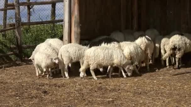 Schafe Fressen Heu Auf Dem Bauernhof — Stockvideo