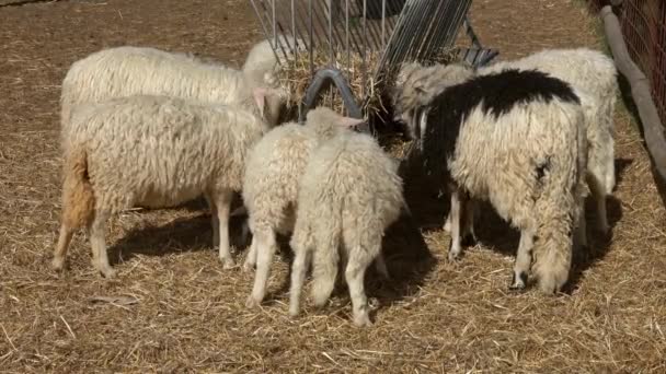 羊は農場で干し草を食べる4K — ストック動画