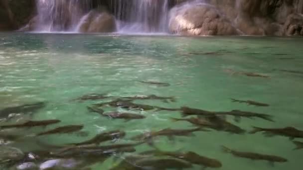 Cascada Erawan Con Peces Agua Provincia Kanchanaburi Tailandia — Vídeo de stock