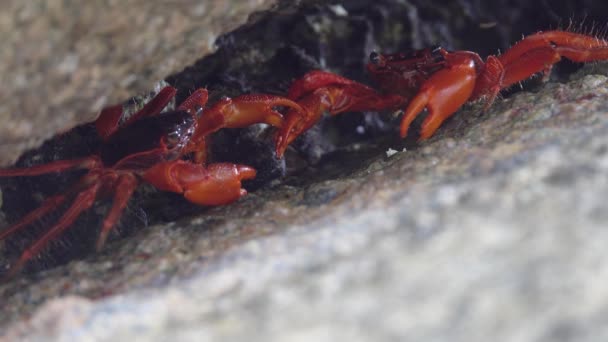 两只红螃蟹在泰国象牙海岸的裂缝中搏斗 — 图库视频影像