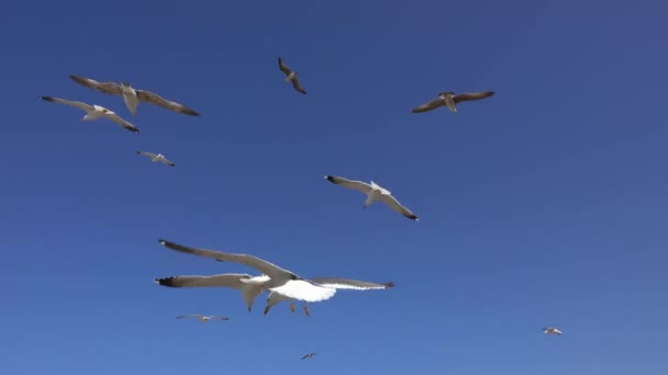 Många Måsar Flyger Mot Den Blå Himlen Solig Dag — Stockvideo