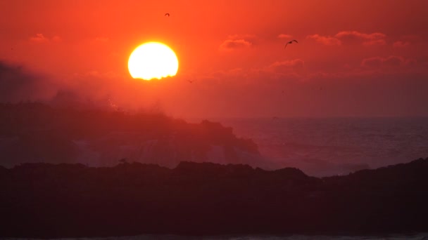 Gaviotas Gritan Vuelan Sobre Mar Contra Telón Fondo Del Sol — Vídeo de stock