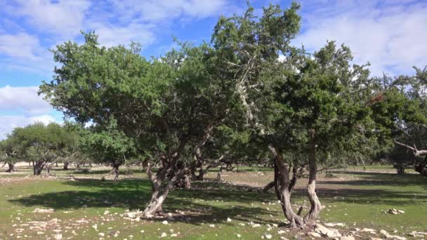 Arganbomen Sapotaceae Argania Spinosa Hun Natuurlijke Habitat Marokko — Stockvideo