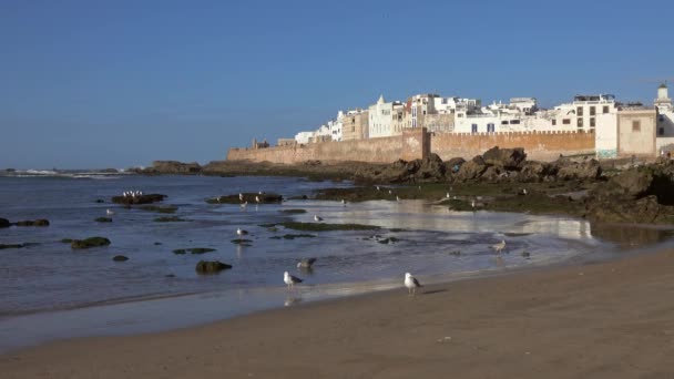 Murad Stad Essaouira Marocko Vid Solnedgången Med Måsar Stranden Förgrunden — Stockvideo