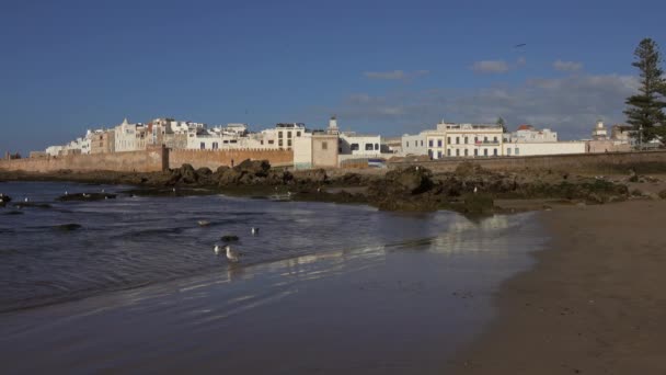 摩洛哥埃索乌拉市在日落时分与海鸥在海滩上的前景 — 图库视频影像