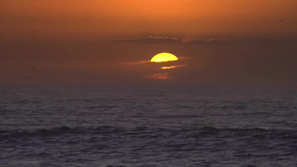 Gaviotas Gritan Vuelan Sobre Mar Contra Telón Fondo Del Sol — Vídeos de Stock