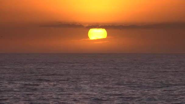 海鸥在落日的背景下尖叫着飞越海面 — 图库视频影像