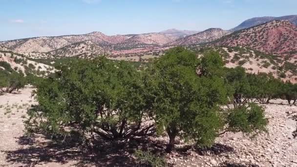 Uitzicht Vanuit Lucht Bergen Met Arganbomen Hun Natuurlijke Habitat Marokko — Stockvideo
