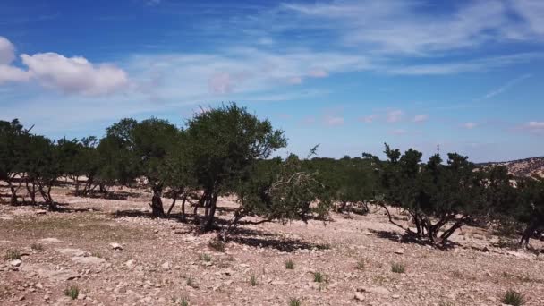 Luchtpanorama Van Bergen Met Arganbomen Hun Natuurlijke Habitat Marokko — Stockvideo