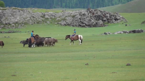 Orkhon Mongolia Circa Jul 2019 蒙古族男孩骑着马在草原上牧群年轻的牦牛 — 图库视频影像