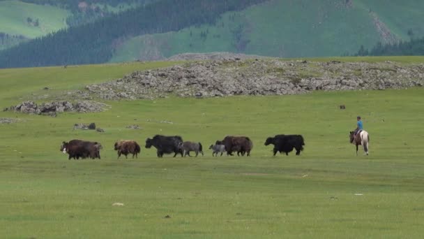 Orkhon Mongolia Circa Luglio 2019 Ragazzi Mongoli Cavallo Radunano Branco — Video Stock