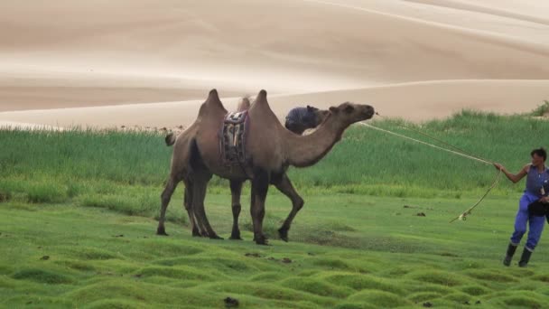 Gobi Mongolia Circa Jul 2019 蒙古人在戈壁沙漠沙丘附近训练骆驼 — 图库视频影像
