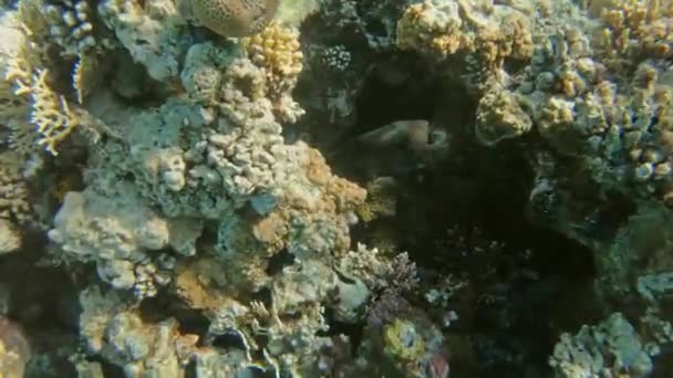 Kogelvis of stekelvis op tropische koralen — Stockvideo